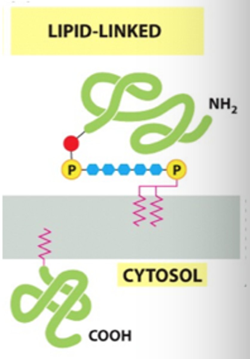 <p>not actually in the membrane but covalently linked to a lipid on the membrane</p>