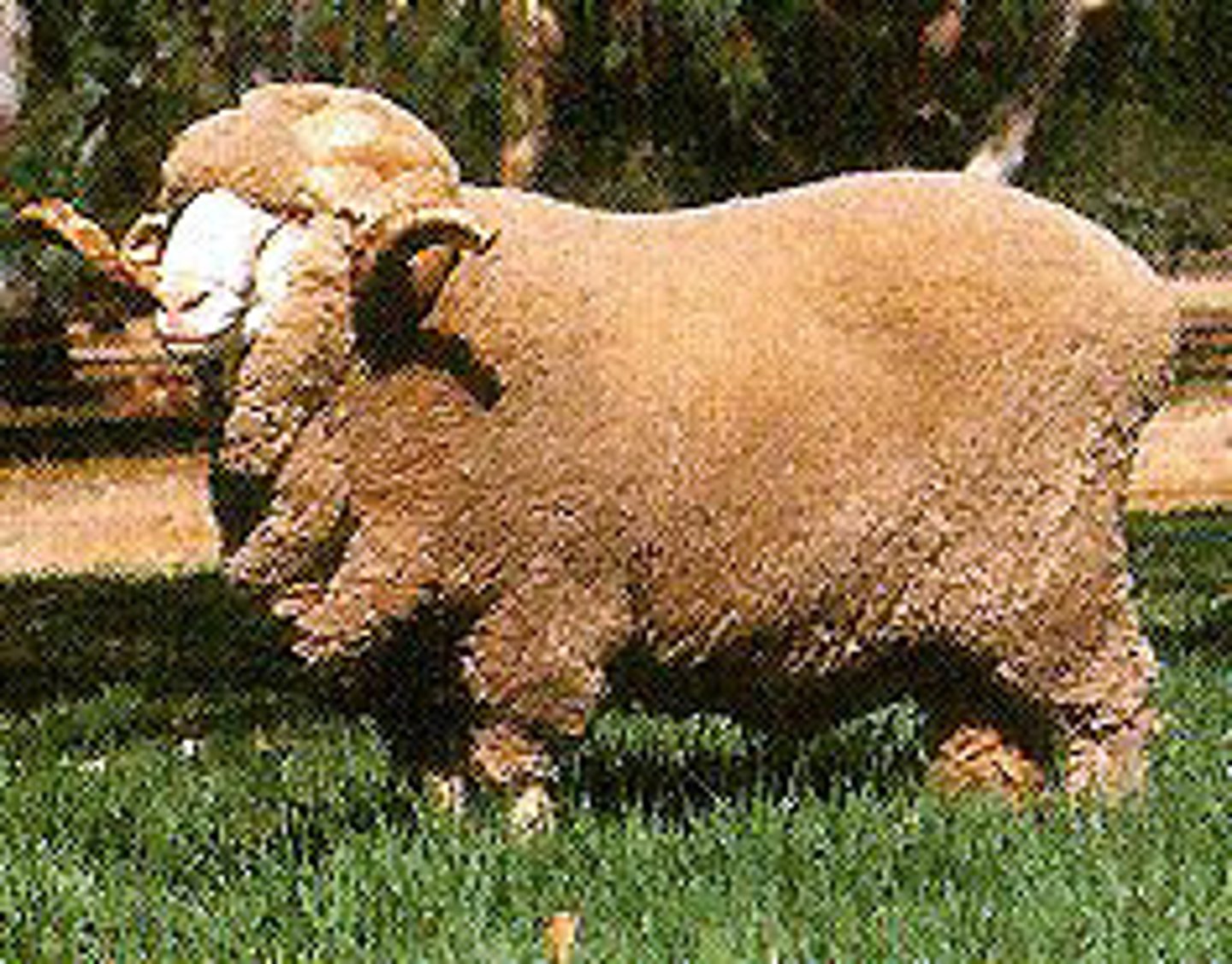<p>What type of sheep is this? (breed and type)</p>
