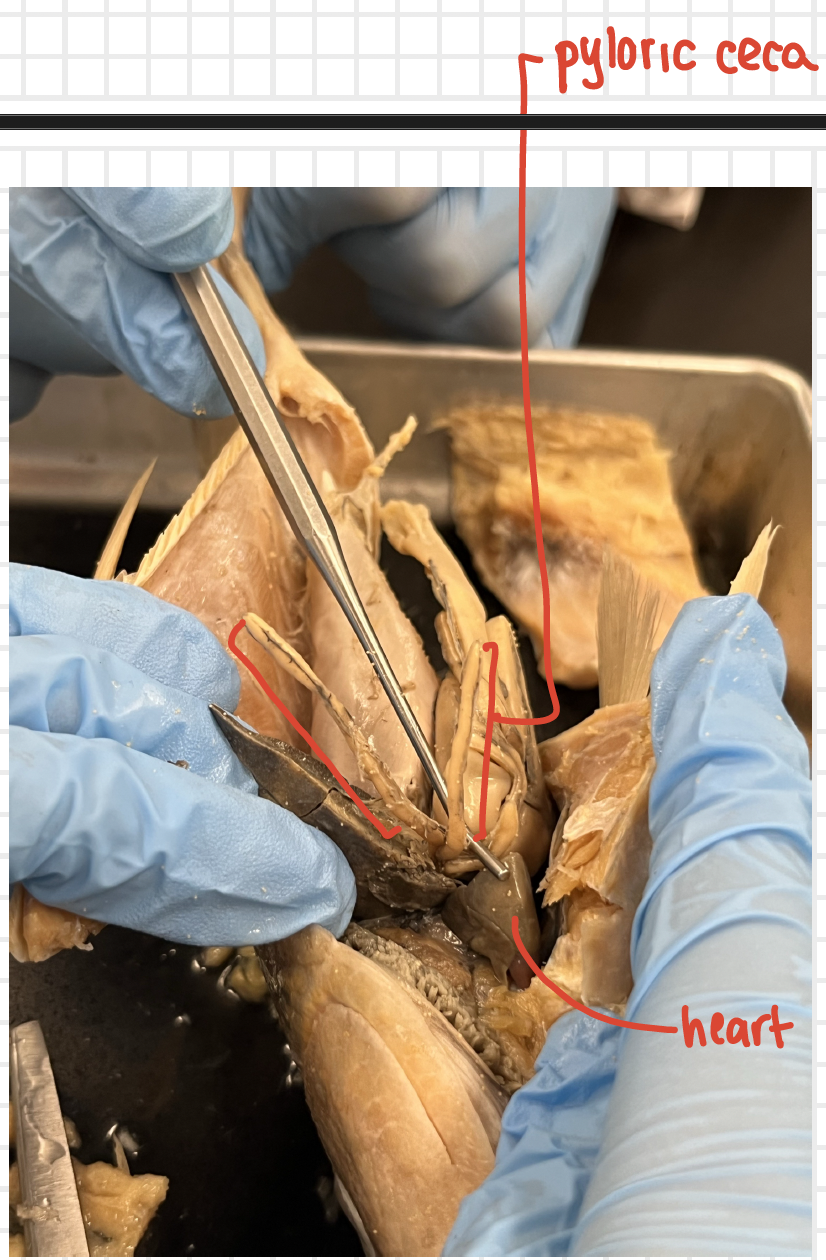 <p>bony fish</p>