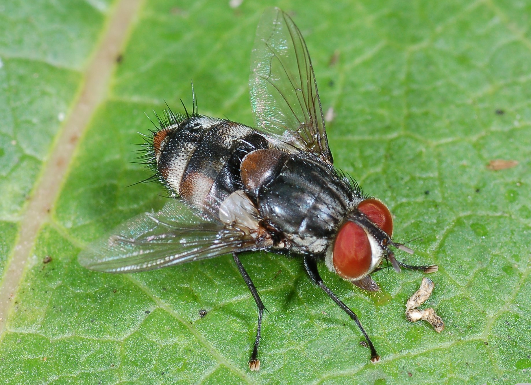 <p>red eyes</p><p>lowk regular</p>