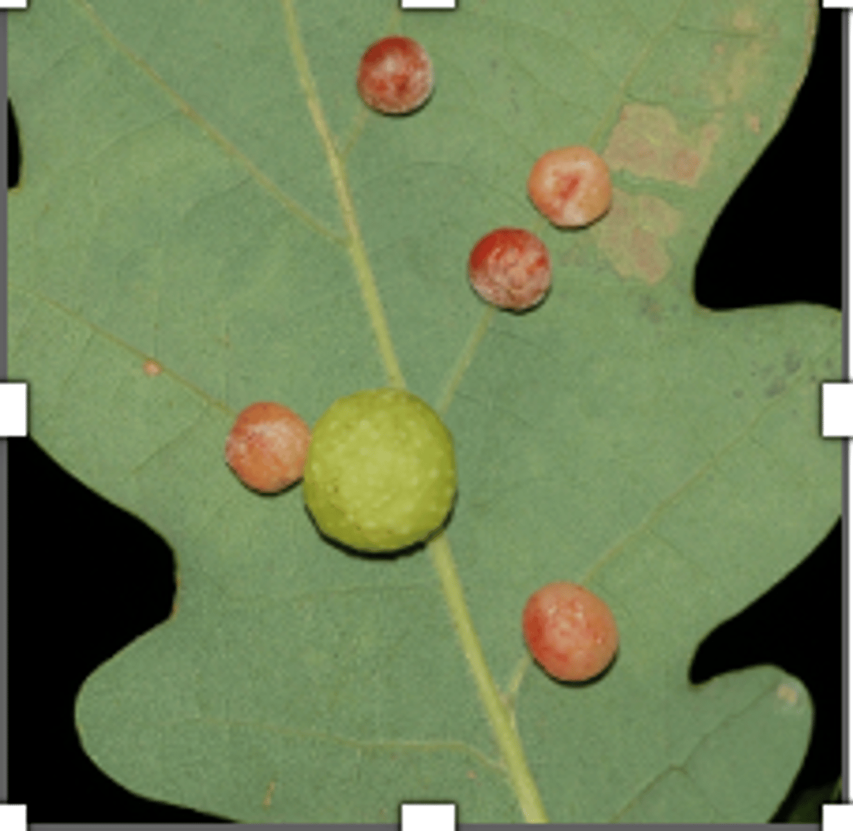 <p>appear as large spheres attached to the woody stems</p><p>- wasps lay their eggs into young bud tissue leave tissue , and through the bark (allows for the protection of the larvae from parasitoid wasps)</p>