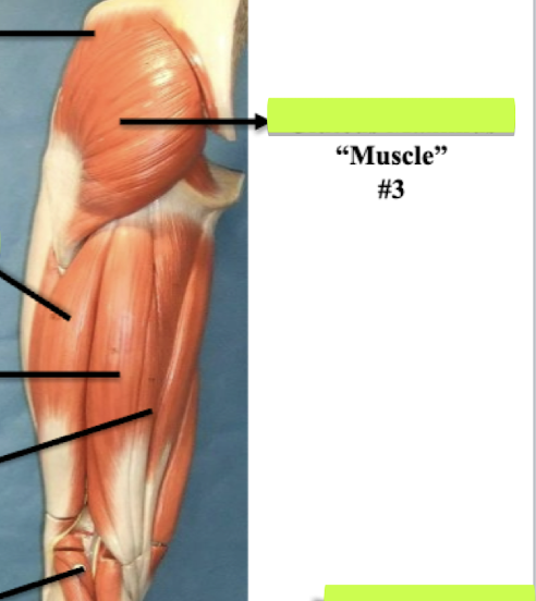 <p>Label muscle #3 </p>