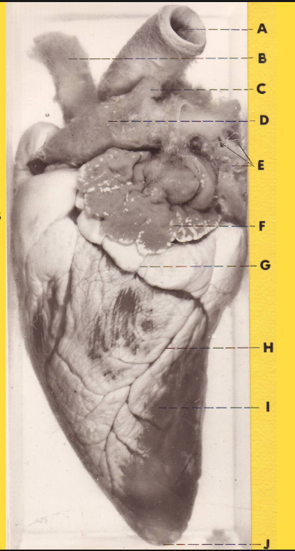 <p>What is G?</p>