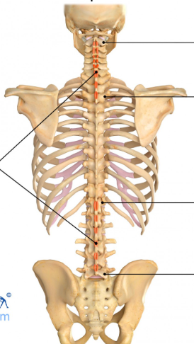<p>Origin: Spinous process of each vertebra</p><p>Insertion: Spinous process of the vertebra above each origin</p><p>Innervation: Cervical, thoracic, and lumbar nerves (posterior rami)</p><p>Action: Extension of the spine; interspinales cervicis assist in extension of the neck</p>