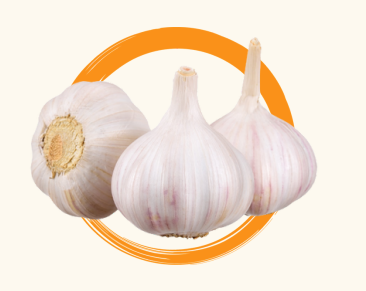 <p>Bawang (Allium sativum)</p>