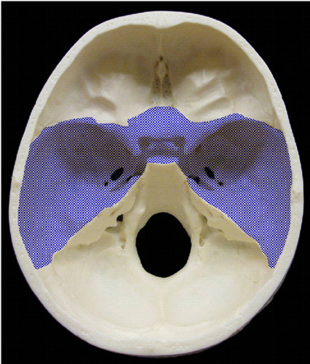 <p>Middle cranial fossa's posterior border is the?</p>