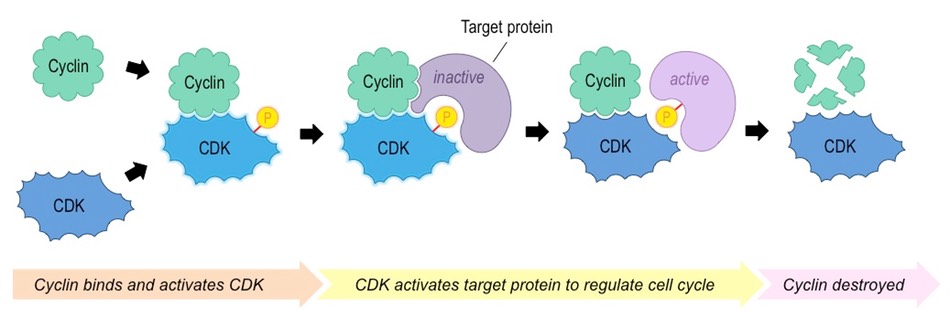 <p>attachment of phosphate group to a molecules or an ion - this transmits signals throughout the cell</p><p>side note: common in regulating protein function</p><p></p><p>image relates to cyclin - up next</p>