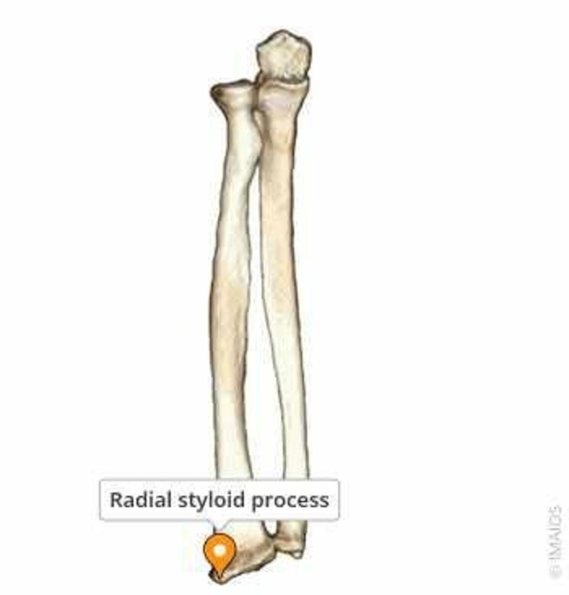 <p>Articulates with the lateral tibial condyle to form the proximal tibiofibular joint. A bony projection called the styloid process extends upwards from the lower part of the head.</p>