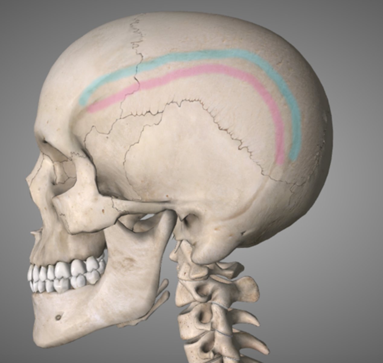 <p>lateral lines that mark the attachment of the temporalis muscle aka Big jaw muscle (Frontal)</p>