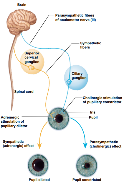 <p>Eyesight - Dual Innervation</p>