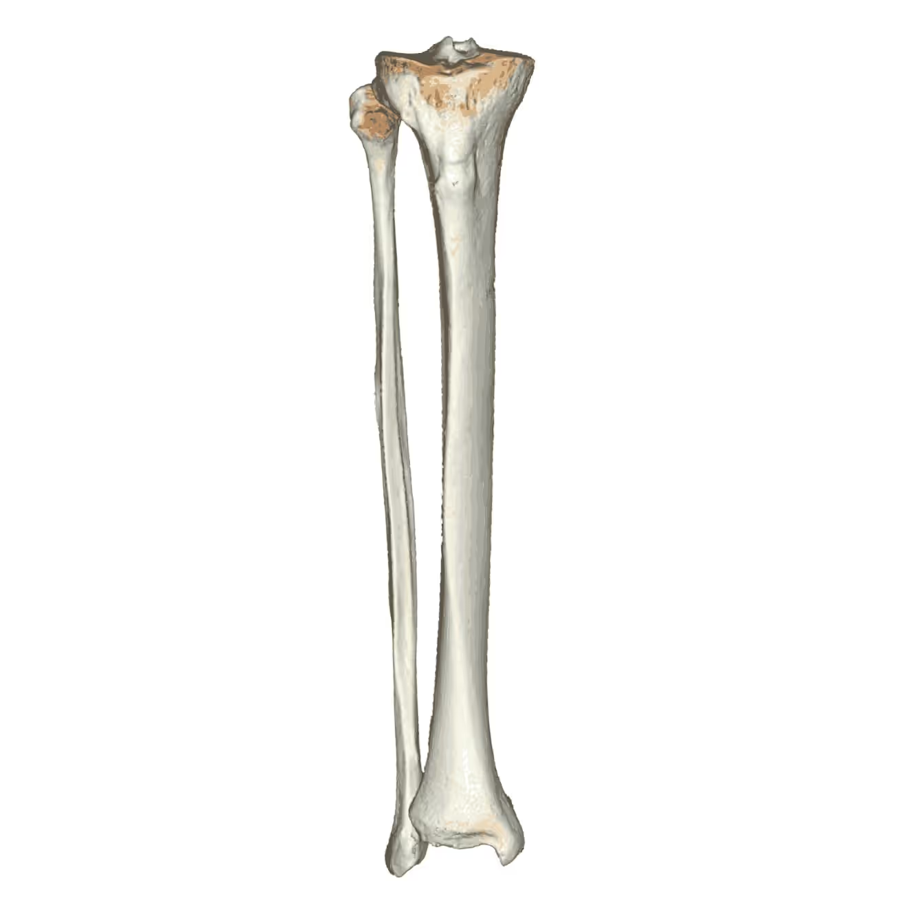 <p>tibia</p>