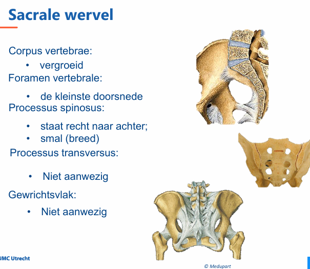 <p>sacraal niveau zijn de wervellichamen met elkaar vergroeid. </p><p>Op een doorsnede zijn nog wel de oorspronkelijke tussenwervelschijven te zien. Het foramen vertebrale heeft op sacraal niveau logischerwijs de kleinste doorsnede. </p><p>De processi spinosi staan recht naar achter</p><p>. <strong>Processi transversi zijn niet aanwezig op dit niveau, evenals facetgewrichten</strong>. De sacrale wervels articuleren met het os ilium, en vormen zo het SI-gewricht. Dit gewricht is met veel ligamenten verstevigd.</p>