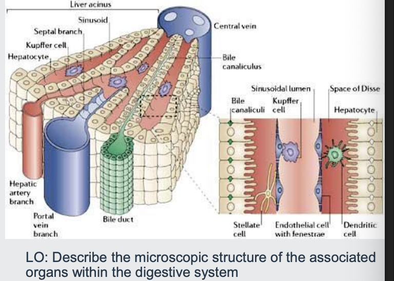 <p>whilst theres a portal triad we also have the bile duct next to it</p><p></p><p>Bile is produced by the sheets of hepatocytes</p><p></p><p>Discharged into bile canaliculi (microscopic channels)</p><p></p><p>Canaliculi unite to form the interlobular ducts -lobular ducts</p><p></p><p>Hepatic ducts joins with cystic duct (the one that attaches to gall bladder-think of it as like holding the cyst) and the bile duct (its the one that enters the small intestine)</p><p></p><p>hepatic ducts are slightly larger than bile duct</p><p></p><p></p>