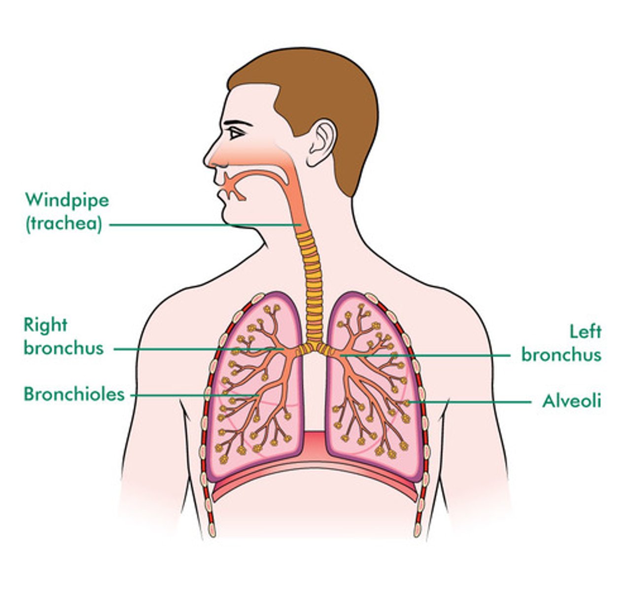 <p>Smallest branches of the bronchi: Airways in the lungs that lead from the bronchi to the alveoli.</p>
