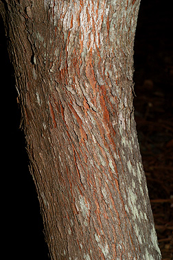 <p>alternate, branches similar to osage orange, small understory, high dry, blueberry fruit, reddish bark flat flakey scratched, simple leaves thick leathery glossy green small</p>