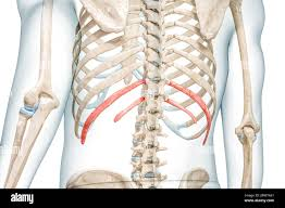 <p>notice how they arn’’t fully formed/attached like true ribs are</p>