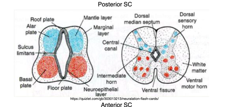 2 layers 


1. Mantle layer (inner layer) 
   * Alar plate- forms dorsal gray matter
   * Basal plate -forms ventral gray matter 
2. Marginal layer (outer layer) 
   * become white matter of the spinal cord 