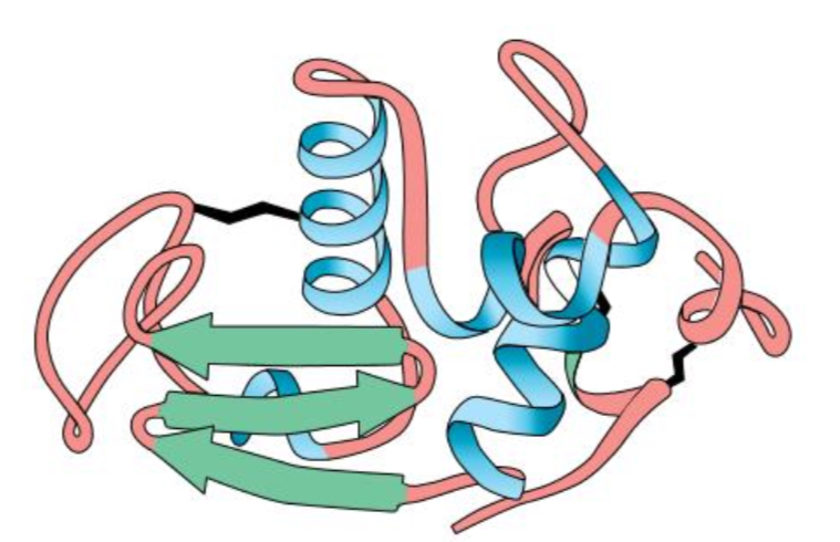 <p>What is the tertiary structure of protein?</p>