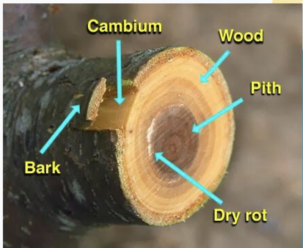 <p>Causes secondary growth (widening of plant) occurs at the cambium, produces bark on trees</p>