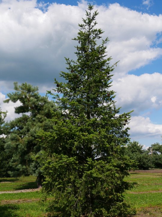 Pseudotsuga menziesii h:30 b:10