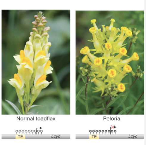 <ul><li><p>Wild type, bilateral, vs. Peloria, radial, flower symmetry specified by a recessive nontranscribed allele of a Lcyc gene</p></li><li><p>Same DNA sequence, but Peloria Lcyc allele is extensively methylated and silenced</p><ul><li><p>Epialleles: alleles that derive from epigenetic marks instead of sequence changes</p></li></ul></li><li><p>Cause is methylation of upstream TE extending into lcyc</p></li><li><p>Heritable bc DNA methylation marks aren’t erased in plant gametogenesis </p></li></ul><p></p>