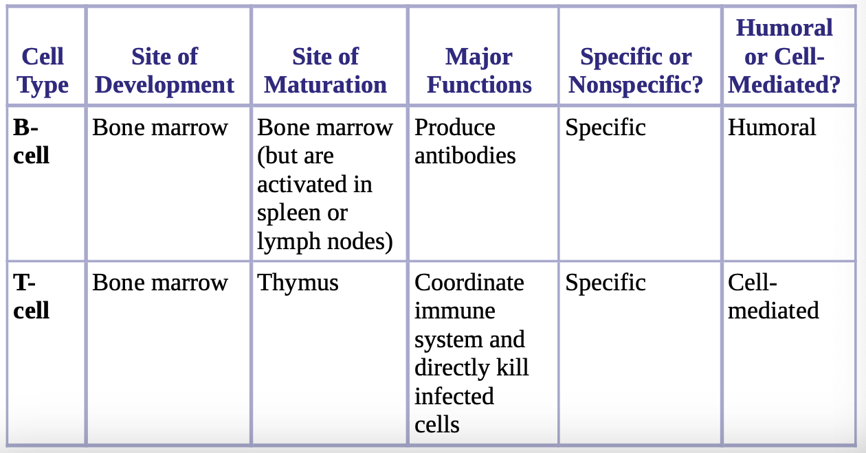 <p><strong>humoral immunity </strong>driven by B-cells and antibodies, <strong>cell mediated immunity</strong> driven by t-cells </p>