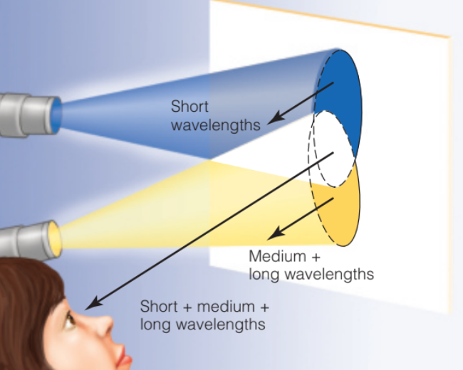 <p>The white surface absorbs all light</p><p>“all of the light that is reflected from the surface by each light when alone is also reflected when the lights are superimposed.”</p><p>so when you shine the blue and yellow (they reflect blue and yellow lights alone respectively that why we see blue and yellow), they both get reflected and you see a white spot!</p>
