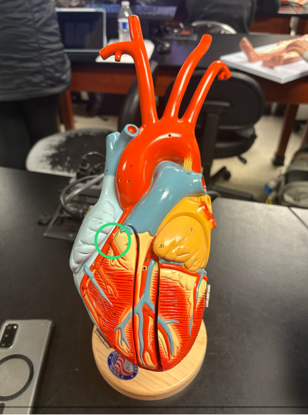 <p>branch off ascending aorta </p><ul><li><p>right marginal artery</p></li></ul><p></p>