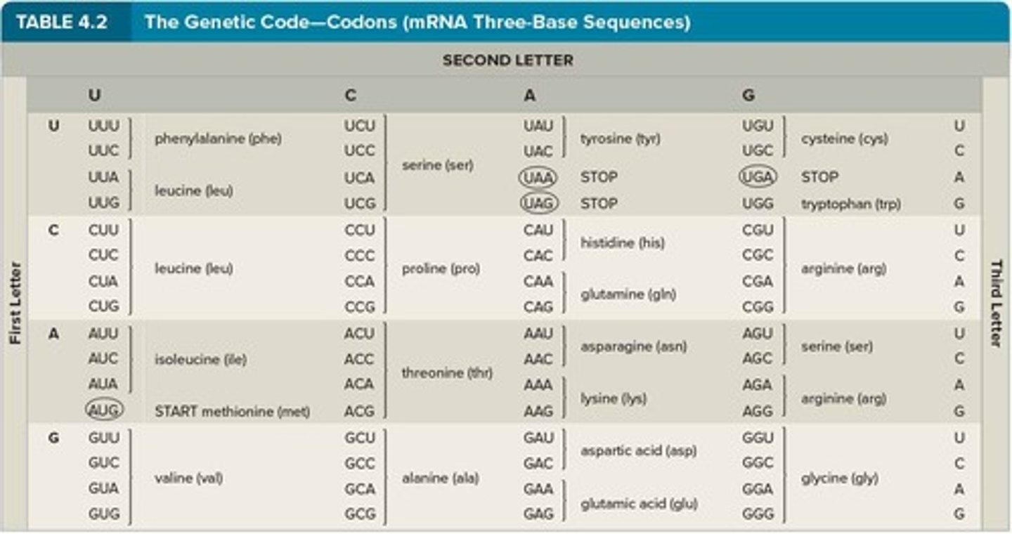 <p>Each amino acid is specified by a sequence of 3 bases in DNA, called codons.</p>