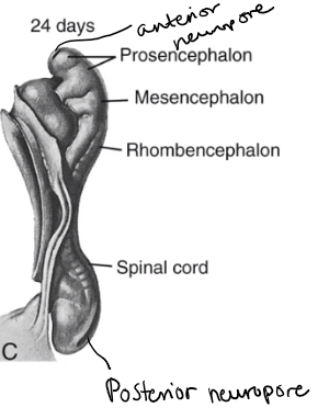 <p>openings at the caudal and cranial end of the primitive streak which are in the process of closing</p>