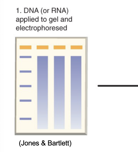 <p>isolate total RNA, denature and separate on agarose gel electrophoresis</p>