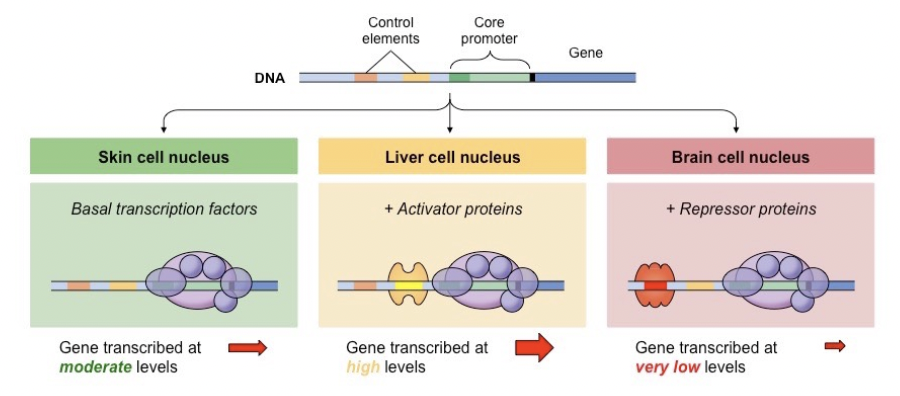 <ul><li><p><span style="background-color: transparent; font-family: "Proxima Nova", sans-serif;"><span>Activators help RNA polymerase bind to the DNA, increasing transcription</span></span></p></li><li><p><span style="background-color: transparent; font-family: "Proxima Nova", sans-serif;"><span>Repressors prevent RNA polymerase from binding to the DNA, preventing transcription</span></span></p></li></ul><p></p>