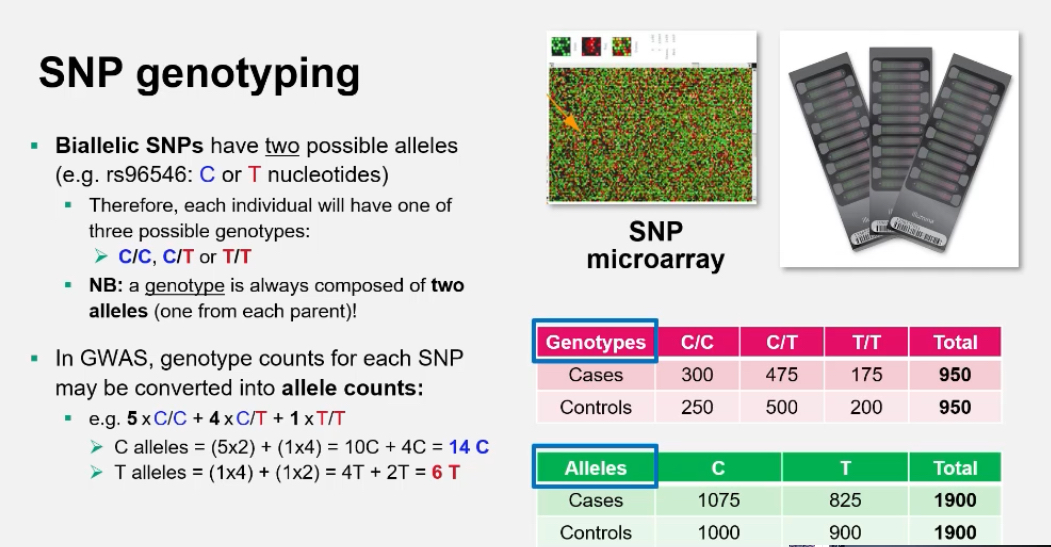 <p><span>For a biallelic SNP (C/T):</span></p><p class="p1"><span>• 5 × CC = 10 C alleles</span></p><p class="p1"><span>• 4 × CT = 4 C + 4 T</span></p><p class="p1"><span>• 1 × TT = 2 T alleles</span></p><p class="p1"><span>Total: C = 14, T = 6</span></p><p class="p1"><span>This allows frequency comparisons between groups.</span></p>
