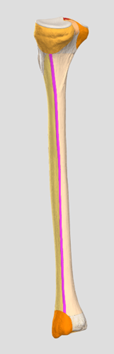 <p>margo medialis</p>