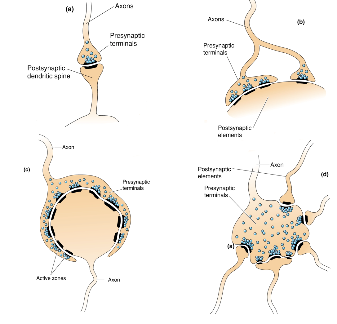 <p>Clusters of neurotransmitter receptors and signalling proteins.</p>