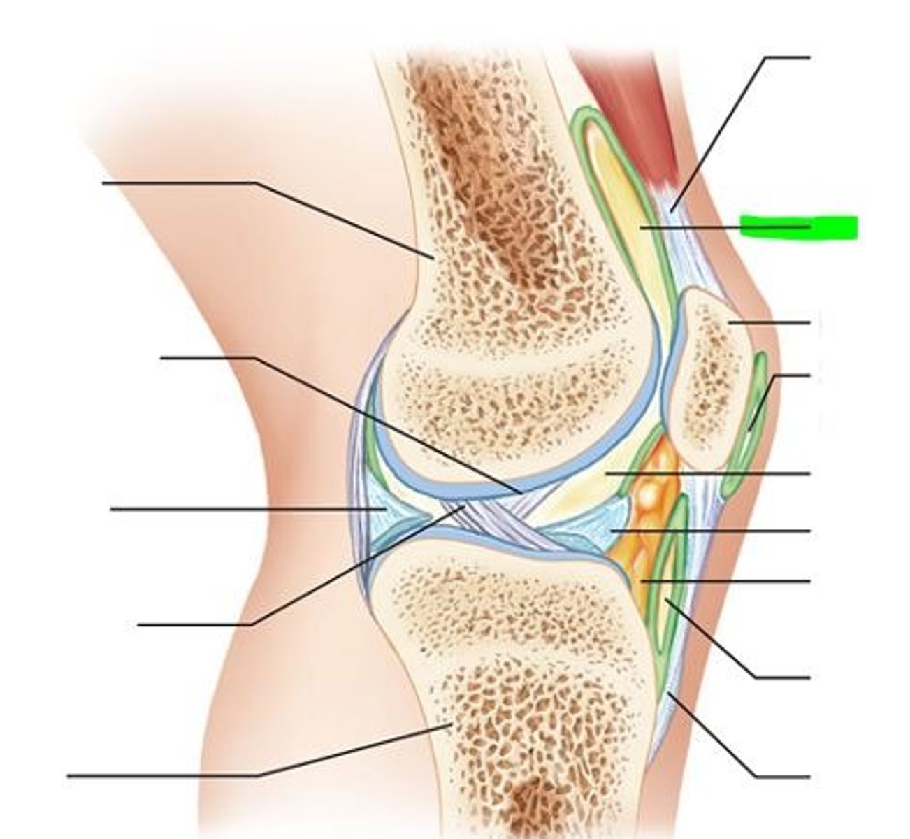 <p>- large bursa between the anterior surface of the femur and the quadriceps tendon</p><p>- allows for movement of the quadriceps tendon</p>