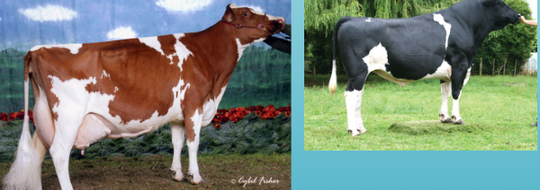 <p>What breed is this?</p>