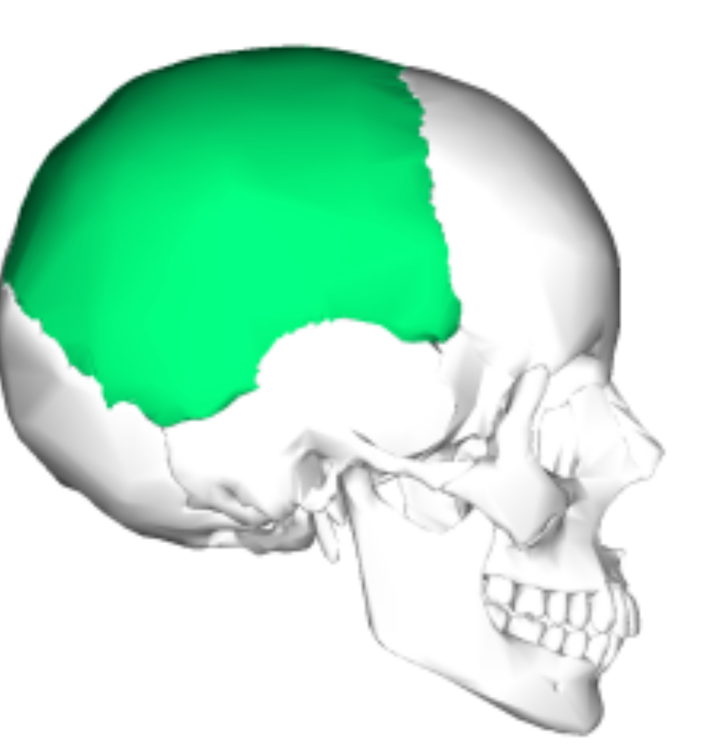 <p>Right parietal bone (from side pov)</p>