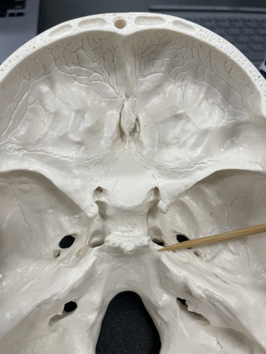 <p>what passes along this structure?</p>
