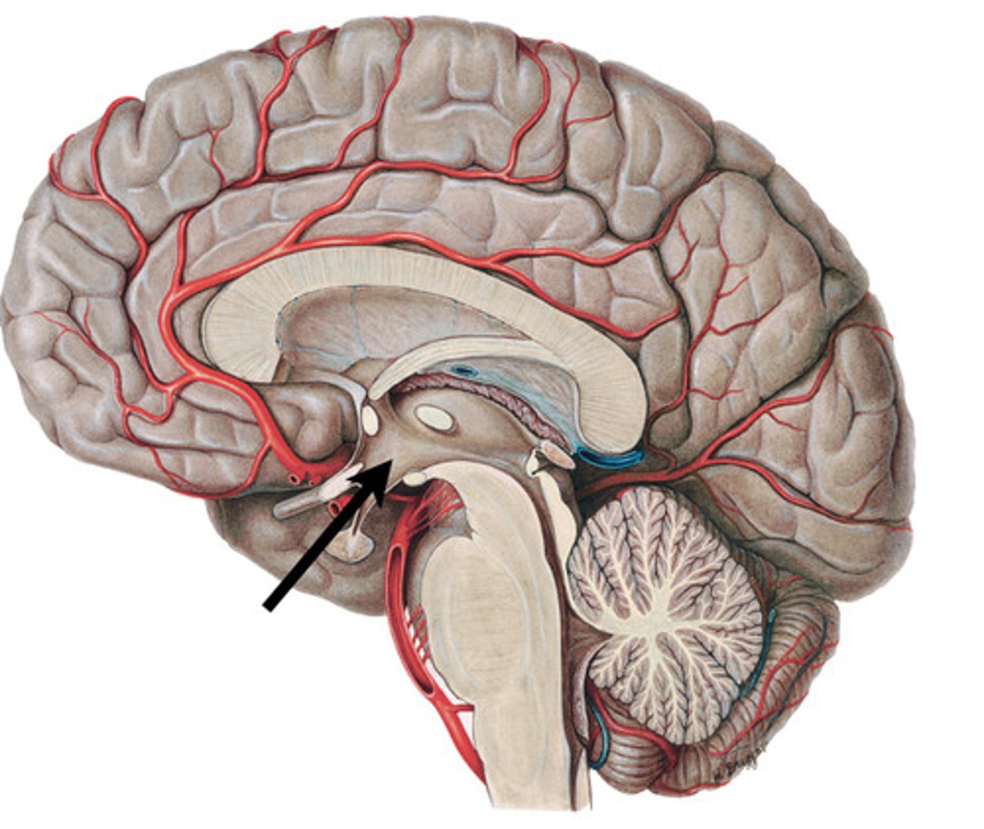 <p>reglerar frisättningen av hormoner hos hypofysen, detta för: hunger, reproduktiva funktioner, osmolaritet, kroppstemperatur</p>