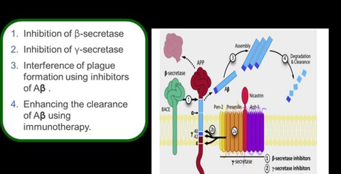 <p>Focal collections of degenerating nerve endings surrounding a core of amyloid protein.</p>