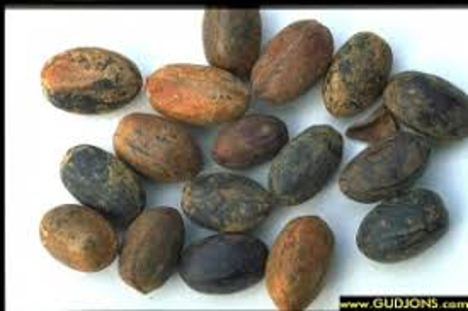 <p><span>Identify&nbsp; the seeds<br>&nbsp;Mention differential diagnosis?</span></p>