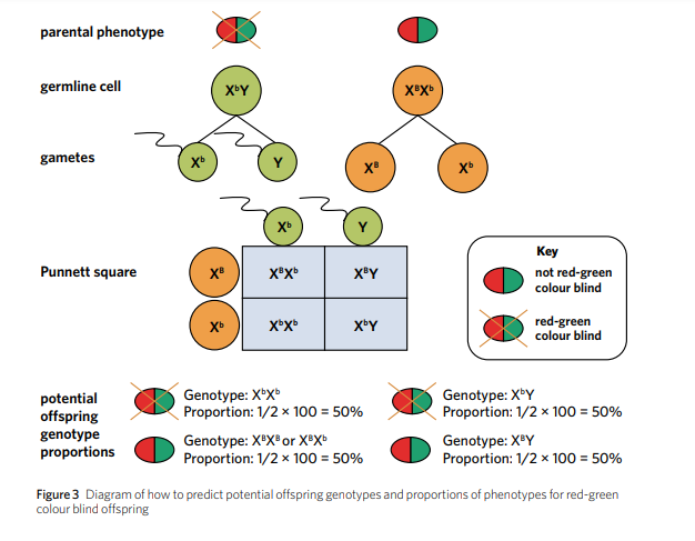 <p>With sex-linked traits, it is important to notice for proportions are calculated with respect to sex. So, in the example shown, we would say 50% of female offspring will be red-green colour blind and 50% of male offspring will be red-green colour blind</p>