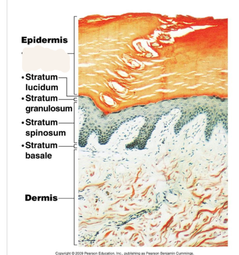 <p>outermost layer of epidermis</p>