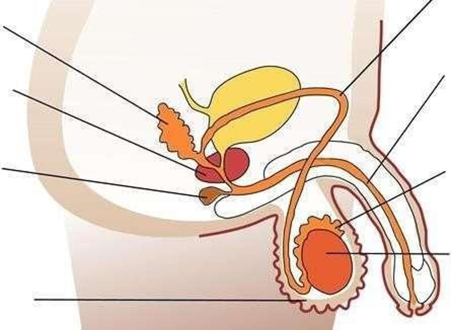<p>Consists of the main male sex organ (testes), ducts and tubules (seminal vesicles, epididymis, vas deferens, urethra), accessory glands (prostate gland, Cowper's gland), and external genitalia (penis).</p>