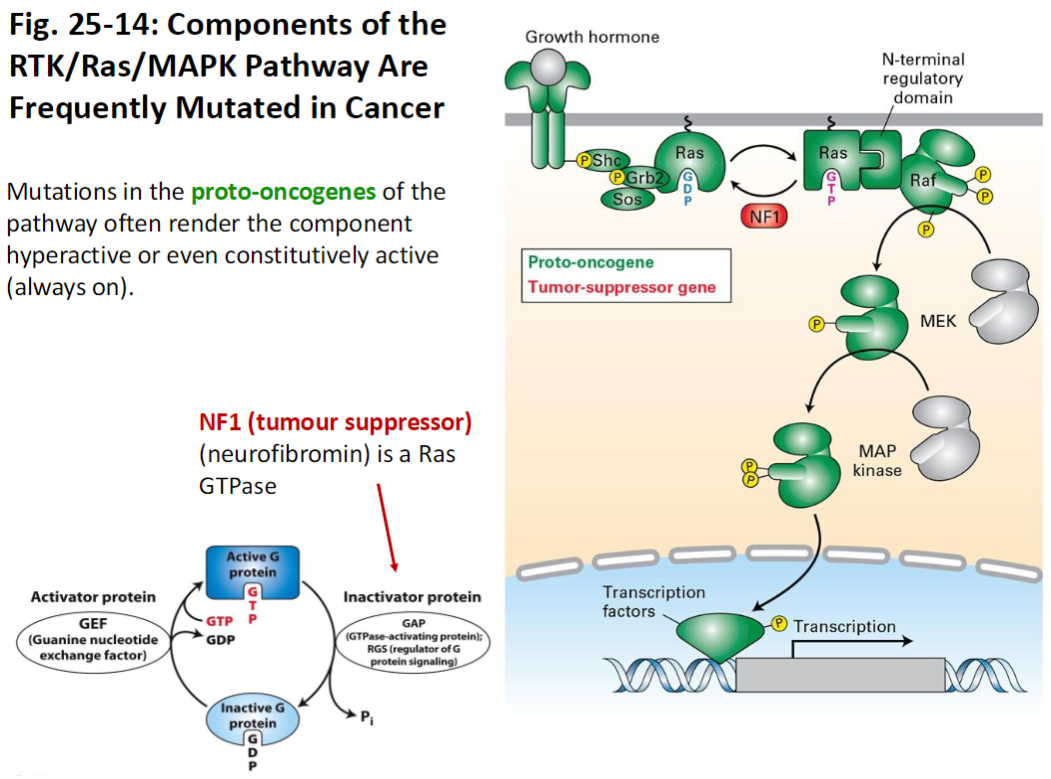 <p><strong>Pathway Components</strong><br> Includes <strong>RTKs, Ras, MAPK</strong>, and regulators like <strong>NF1</strong> (<strong>tumor suppressor, neurofibromin</strong>)<br> <strong>NF1</strong> functions as a <strong>Ras GTPase</strong>, inactivating Ras</p><p><strong>Mutations</strong><br> Mutations in <strong>proto-oncogenes</strong> of this pathway often make the component <strong>hyperactive</strong> or <strong>constitutively active</strong> (<strong>always on</strong>)</p><p><strong>Key Concept</strong><br> Constitutive activation of the <strong>RTK/Ras/MAPK pathway</strong> drives <strong>uncontrolled cell proliferation</strong>, a hallmark of <strong>cancer</strong></p>