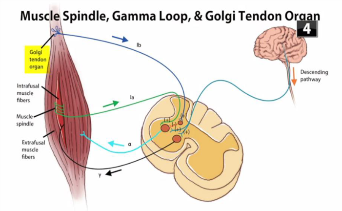 <ul><li><p>joint capsule repositioned → stimulate golgi tendon 1b aff. neuron</p></li><li><p>synapses w/ inhibitory 1b interneuron → synapse w/ a-motor neuron </p></li><li><p>muscle relax → ROM improve</p></li></ul><p></p>