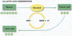 <p>pyruvic acid and NADH</p>