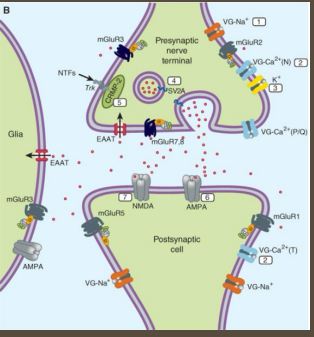<p><strong>Glutamate </strong></p><p>-Amino acid </p><p>-Excitatory → most abundant _________ NT in the ___</p><p>-Acts on __________ (NMDA, AMPA, kainate) and metabotropic ___________ receptors </p><p>-Most _________ NT in the brain </p><p>-Functions → synaptic plasticity, memory, __________, excitatory signaling in ____ brain circuits </p>