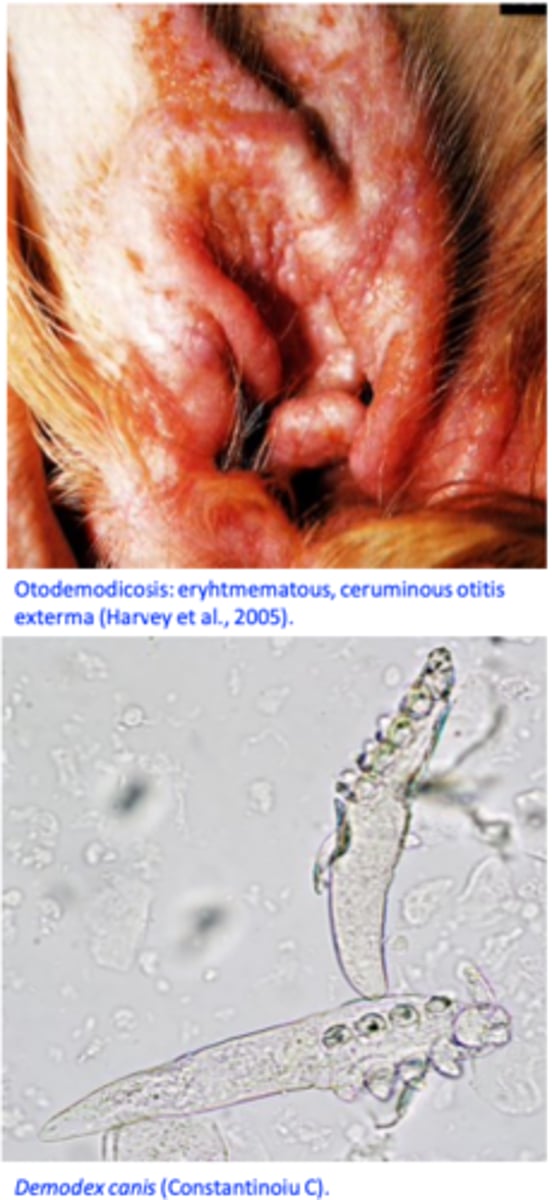 <p>Pruritus (shaking the head, excoriations at the base of the ear), erythema, pale coloured ceruminous discharge, bacterial complications (=&gt; pruritus);</p>